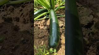 쥬키니 (Zucchini) 호박 #테네시 #텃밭채소 #시골생활