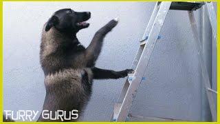 Dog vs ladder | Husky - Belgian Shepherd Groenendael mix