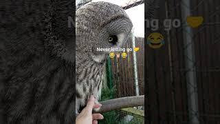 Great Grey Owl - won't let go #shorts#owl  #strong #grip #neverletgo