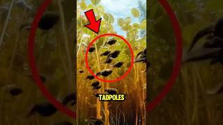 How TADPOLES Look Under The Microscope‼️