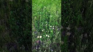 #sliceoflife #lightlanguage A field of Daisies Birds Singing Dog barking softly Airplane overhead