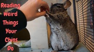 Reading Weird Things YOUR Chinchillas Do!