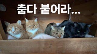 A Traditional Korean Ondol Home for Cats in a Freezing Mountain Pass