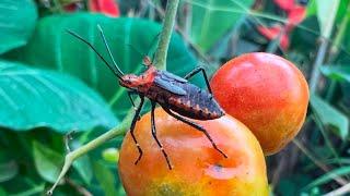 PIOR PRAGA DO TOMATE- COMO ELIMINAR COM RAPIDEZ E EFICIÊNCIA