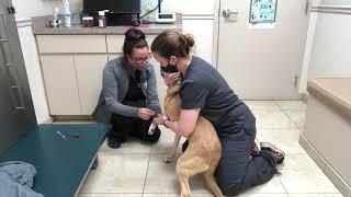 Day in the life of a Veterinary Assistant!