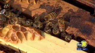 Kingsburg man is keeping beekeeping in the family.