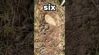 Flipping until I find a snake! 