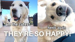 Happy Dogs That Will Make You Smile | Compilation