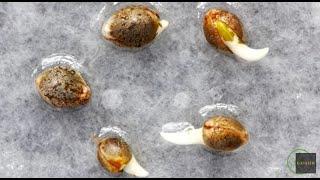 Cannabis Seed Germination Tutorial: Mel Frank & Derek Gilman / Ganjier