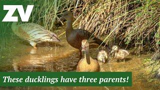 A modern family of Plumed Whistling Ducks