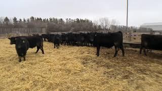 101 - Black Angus Commercial Steers