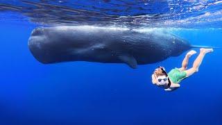 BIG SPERM WHALES Swimming with Little Kids! Underwater Bucket List Family Adventure in Mauritius!