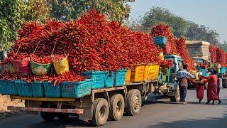 The Surprising Reality Of How America Gathers Hundreds Of Thousands Of Tons Of Peppers - Us Farming