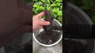 Straw Hat Brother actually eats hair?| Chinese Mountain Forest Life And Food #MoTiktok #Fyp