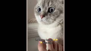 cute funny cats