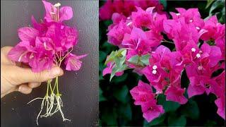 The easiest way to propagate bougainvillea in the world, anyone can do it