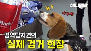 댕댕이 순찰대 출동! 검역 탐지의 하루ㅣThe Day Of The Quarantine Detection Beagles