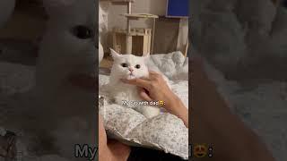 Cat's behavior towards Brother vs Dad️ #shorts #cat #funny