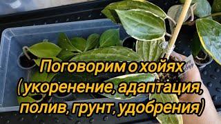 Поговорим о хойях. Мой опыт укоренения черенков. Адаптация, грунт, полив, удобрения.