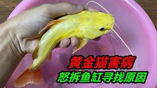 2880元買的黃金招財貓魚，突然間生病了，腹部長滿了紅斑 #水族 #寵物 #養殖日記