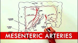 Anatomy tutorial - The Mesenteric Arteries