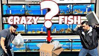 UNBOXING LIVE TROPICAL FISH -They are AMAZING!!!