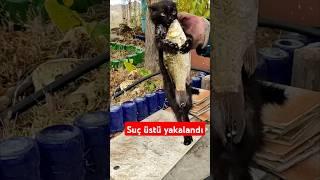 Boyu kadar balığı yiyecekmiş. Pazarlık  yapmayı da bilmiyor #kediseverler #kedi #cats #animals