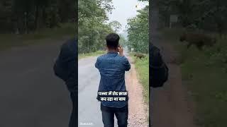Selfie का पागलपन: Tiger सड़क पार कर रहा था, लड़के सेल्फी लेने उसके पास चल दिए | Viral Video