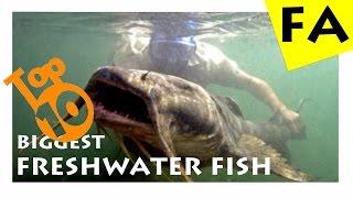 Top 10 biggest freshwater fish in the world