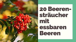 20 Beerensträucher mit essbaren Beeren