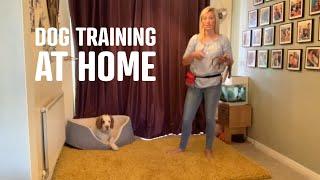 Dog Training Lessons You Can Do At Home