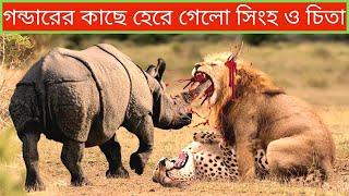 গন্ডারের কাছে হেরেগেলো সিংহ ও চিতা।।Terrible Fight Of Wild Animals In Bangla-Animals Fight In Bangla