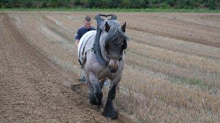 Horse plowing : the plow furrow must be straight