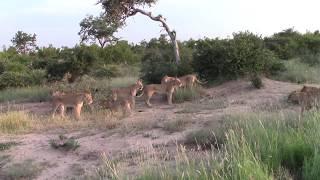 Lionesses protecting cubs