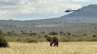 Saving a Bull Elephant Targeted by Poachers | Sheldrick Trust