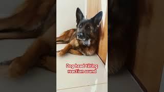 Dog head tilting reaction sound