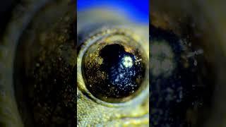 How a common geckos eye "Pupils" response to light