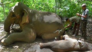 How to care for a sick elephant. "Elephant Health Crisis: A Step-by-Step Approach to Treatment"