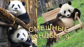 Смешные ПАНДЫ #9 / Лучшие приколы 2021 / Funny PANDA.