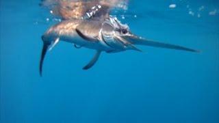 Pesca a Traina Pesci Spada C&R - Swordfish