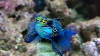 الاسماك تلعب مع الكامي  Cute Mandarinfish is joking and posing with my cam.