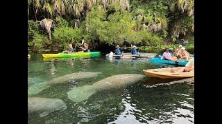 Orlando Clear Kayak Tours,  Manatee Tours