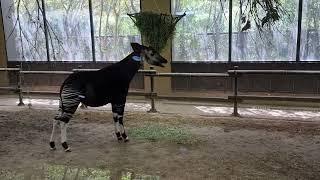 An eating okapi in indoor enclosure