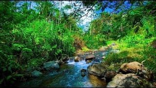 Beautiful Stream in Deep Forest River Sounds for Slepp for Stress Reliever for Relaxation