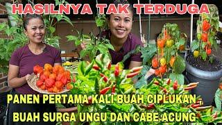 PANEN PERTAMA KALI BUAH CIPLUKAN , BUAH SURGA UNGU DAN CABE ACUNG DI HALAMAN RUMAH !! HASILNYA WOW