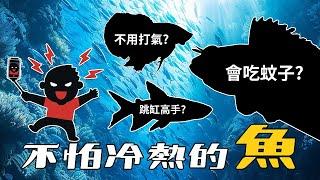 孔雀魚真的看膩了，有其他魚能養在戶外魚缸嗎？NO GUPPY FISH MORE. Other fishes keep in an outdoor fish tank?