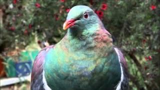 drunken wood pigeon