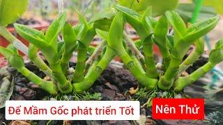 Cách Để Có Những Chậu Hoa Lan Đẹp 0961201896