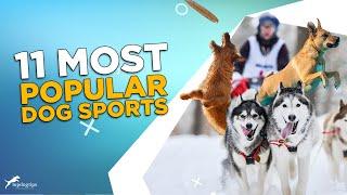 11 Most Popular Dog Sports