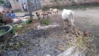 Naitikraj and divyanshu Kumar(3)